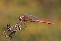 IMG_1477_Sympetrum_meridionale